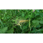 Zdjęcia użytkowników Sony Xperia M2 D2305