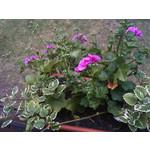 Zdjęcia użytkowników Sony Xperia M2 LTE Zdjęcia użytkowników Sony Xperia M2 LTE