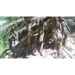 Zdjęcia użytkowników Sony Xperia M4 Aqua Zdjęcia użytkowników Sony Xperia M4 Aqua