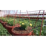 Zdjęcia użytkowników Sony Xperia M4 Aqua Zdjęcia użytkowników Sony Xperia M4 Aqua