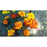 Zdjęcia użytkowników Sony Xperia M4 Aqua Zdjęcia użytkowników Sony Xperia M4 Aqua