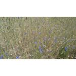 Zdjęcia użytkowników Sony Xperia M4 Aqua Zdjęcia użytkowników Sony Xperia M4 Aqua