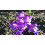 Zdjęcia użytkowników Sony Xperia M4 Aqua Zdjęcia użytkowników Sony Xperia M4 Aqua