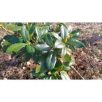 Zdjęcia użytkowników Sony Xperia M4 Aqua Zdjęcia użytkowników Sony Xperia M4 Aqua