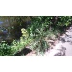 Zdjęcia użytkowników Sony Xperia M4 Aqua Zdjęcia użytkowników Sony Xperia M4 Aqua