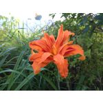 Zdjęcia użytkowników Sony Xperia M4 Aqua Zdjęcia użytkowników Sony Xperia M4 Aqua