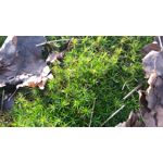 Zdjęcia użytkowników Sony Xperia M4 Aqua Zdjęcia użytkowników Sony Xperia M4 Aqua