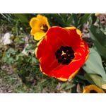 Zdjęcia użytkowników Sony Xperia PRO-I Zdjęcia użytkowników Sony Xperia PRO-I