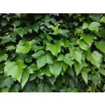 Zdjęcia użytkowników Sony Xperia PRO-I Zdjęcia użytkowników Sony Xperia PRO-I