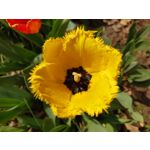 Zdjęcia użytkowników Sony Xperia PRO-I Zdjęcia użytkowników Sony Xperia PRO-I