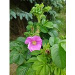 Zdjęcia użytkowników Sony Xperia PRO-I Zdjęcia użytkowników Sony Xperia PRO-I