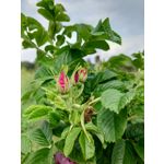 Zdjęcia użytkowników Sony Xperia PRO-I Zdjęcia użytkowników Sony Xperia PRO-I