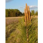 Zdjęcia użytkowników Sony Xperia PRO-I Zdjęcia użytkowników Sony Xperia PRO-I