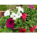 Zdjęcia użytkowników Sony Xperia PRO-I Zdjęcia użytkowników Sony Xperia PRO-I