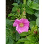 Zdjęcia użytkowników Sony Xperia PRO-I Zdjęcia użytkowników Sony Xperia PRO-I