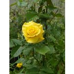 Zdjęcia użytkowników Sony Xperia PRO-I Zdjęcia użytkowników Sony Xperia PRO-I