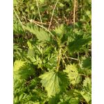 Zdjęcia użytkowników Sony Xperia PRO-I Zdjęcia użytkowników Sony Xperia PRO-I