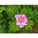 Zdjęcia użytkowników Sony Xperia PRO-I Zdjęcia użytkowników Sony Xperia PRO-I