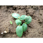 Zdjęcia użytkowników Sony Xperia SP Zdjęcia użytkowników Sony Xperia SP