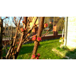 Zdjęcia użytkowników Sony Xperia SP Zdjęcia użytkowników Sony Xperia SP