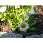 Zdjęcia użytkowników Sony Xperia SP Zdjęcia użytkowników Sony Xperia SP