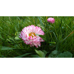 Zdjęcia użytkowników Sony Xperia SP Zdjęcia użytkowników Sony Xperia SP