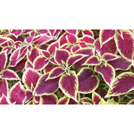 Zdjęcia użytkowników Sony Xperia T HSPA Zdjęcia użytkowników Sony Xperia T HSPA