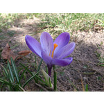 Zdjęcia użytkowników Sony Xperia T HSPA Zdjęcia użytkowników Sony Xperia T HSPA