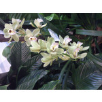 Zdjęcia użytkowników Sony Xperia T HSPA Zdjęcia użytkowników Sony Xperia T HSPA