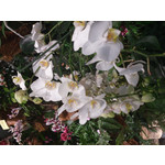 Zdjęcia użytkowników Sony Xperia T HSPA Zdjęcia użytkowników Sony Xperia T HSPA