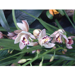 Zdjęcia użytkowników Sony Xperia T HSPA Zdjęcia użytkowników Sony Xperia T HSPA