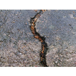 Zdjęcia użytkowników Sony Xperia T HSPA Zdjęcia użytkowników Sony Xperia T HSPA