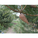 Zdjęcia użytkowników Sony Xperia T HSPA Zdjęcia użytkowników Sony Xperia T HSPA