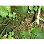 Zdjęcia użytkowników Sony Xperia T HSPA Zdjęcia użytkowników Sony Xperia T HSPA