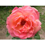 Zdjęcia użytkowników Sony Xperia T HSPA Zdjęcia użytkowników Sony Xperia T HSPA