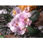 Zdjęcia użytkowników Sony Xperia T HSPA Zdjęcia użytkowników Sony Xperia T HSPA