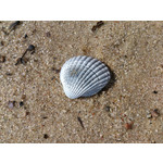 Zdjęcia użytkowników Sony Xperia T HSPA Zdjęcia użytkowników Sony Xperia T HSPA