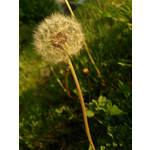 Zdjęcia użytkowników Sony Xperia T HSPA Zdjęcia użytkowników Sony Xperia T HSPA