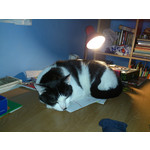 Zdjęcia użytkowników Sony Xperia T HSPA Zdjęcia użytkowników Sony Xperia T HSPA