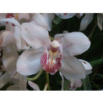 Zdjęcia użytkowników Sony Xperia T HSPA Zdjęcia użytkowników Sony Xperia T HSPA