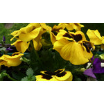 Zdjęcia użytkowników Sony Xperia T HSPA Zdjęcia użytkowników Sony Xperia T HSPA