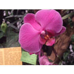 Zdjęcia użytkowników Sony Xperia T HSPA Zdjęcia użytkowników Sony Xperia T HSPA