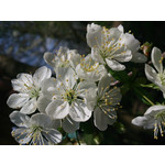 Zdjęcia użytkowników Sony Xperia T HSPA Zdjęcia użytkowników Sony Xperia T HSPA