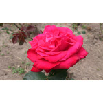 Zdjęcia użytkowników Sony Xperia V