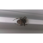 Zdjęcia użytkowników Sony Xperia V