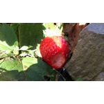 Zdjęcia użytkowników Sony Xperia V