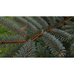 Zdjęcia użytkowników Sony Xperia V