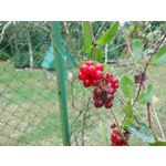 Zdjęcia użytkowników Sony Xperia X Compact