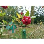 Zdjęcia użytkowników Sony Xperia X Compact