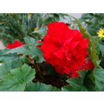 Zdjęcia użytkowników Sony Xperia X Compact